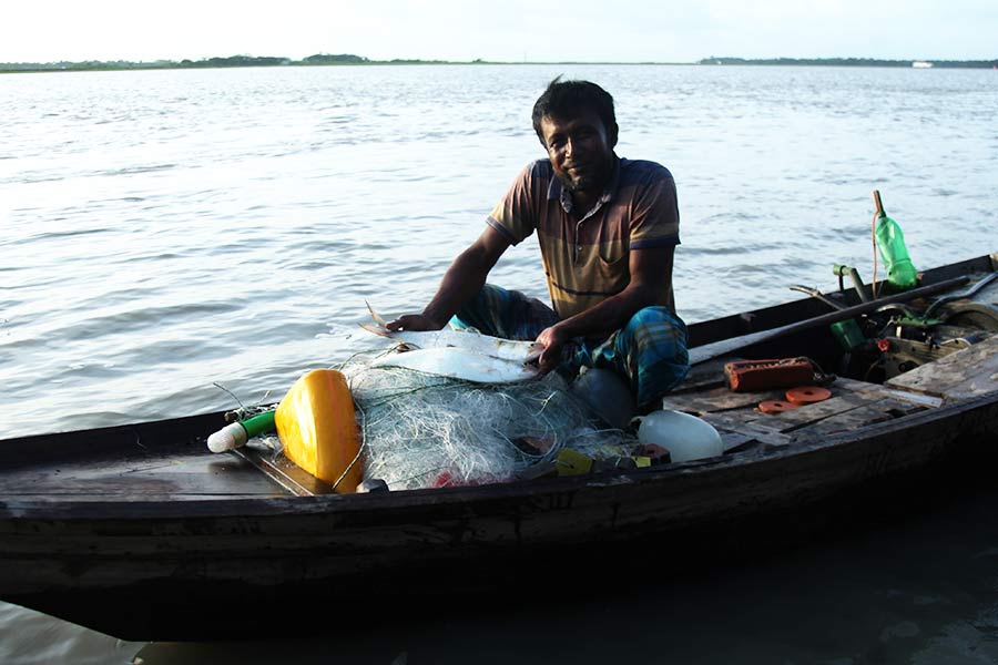 Fresh hilsa catch from Sunderbans