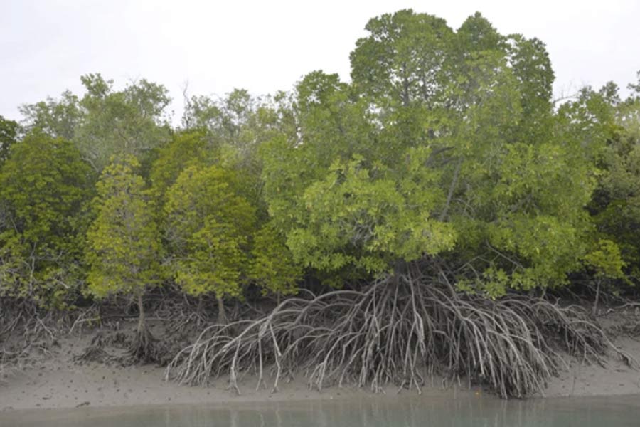 Sunderbans mangroves
