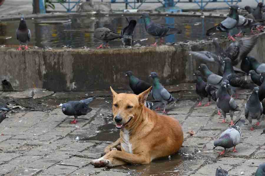 Scorching Calcutta summer, 2025.