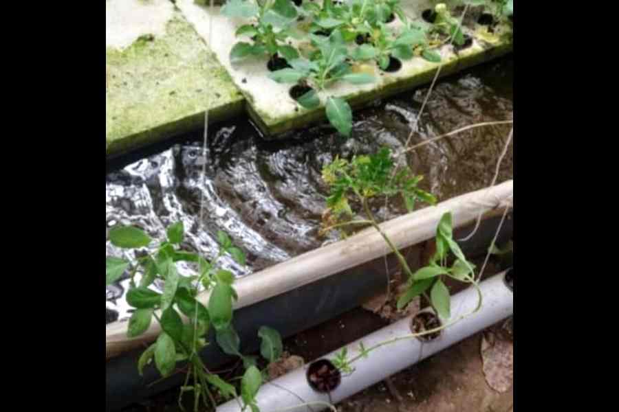 A closer view of the aquaponics farming bed