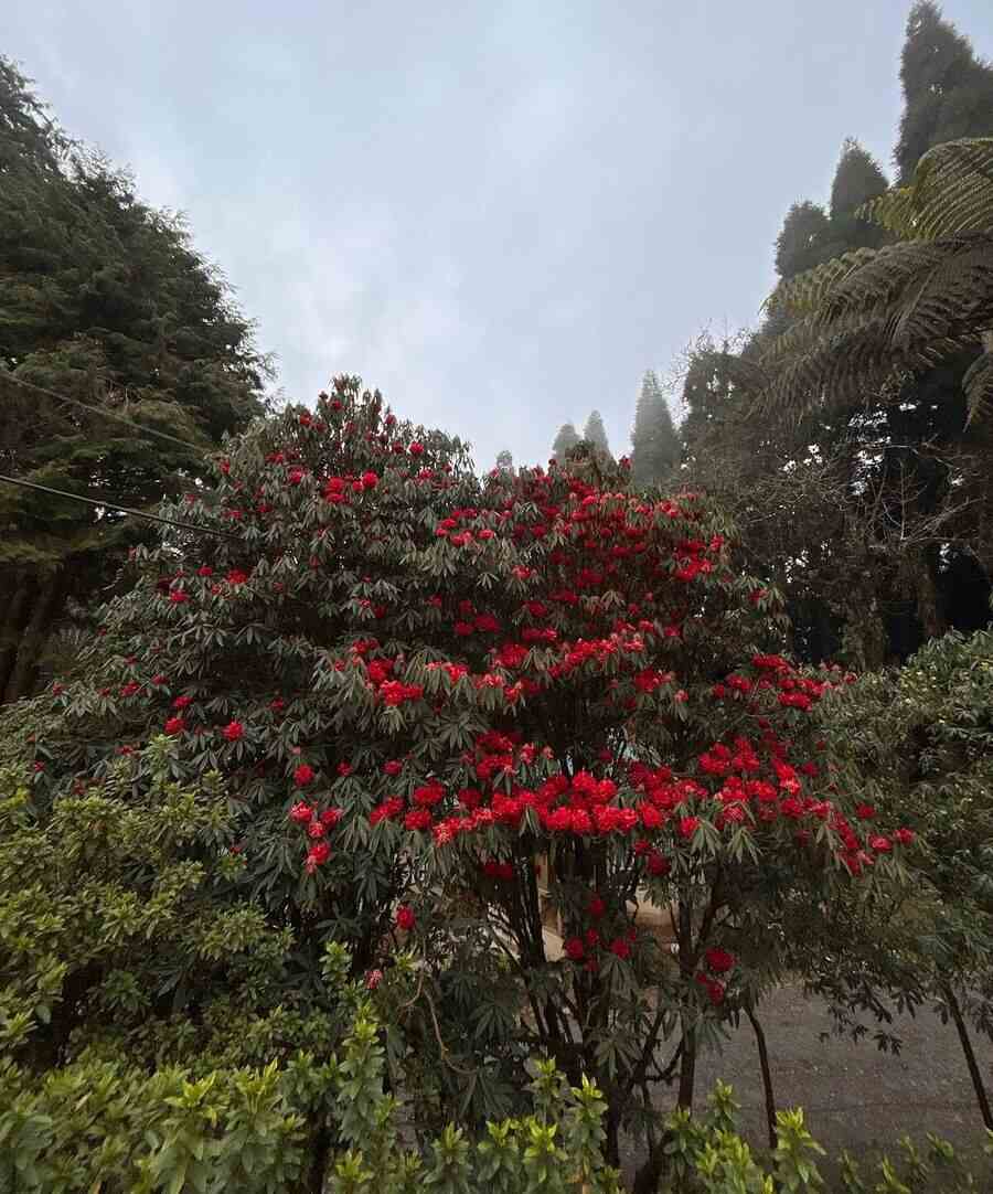 A rhododendron tree in bloom — one of the many beautiful sights along the trek