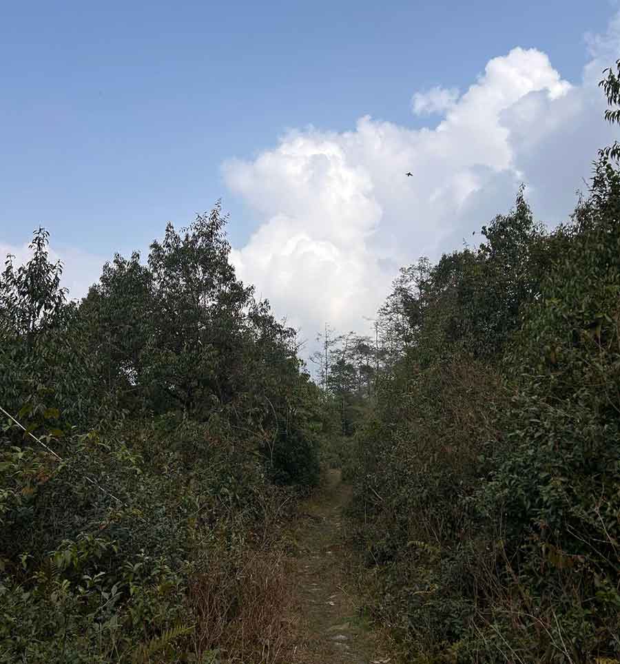 The temple is a 15-minute hike if you take the uphill stone path that passes the Hilltop Rabong resort on the 14th Mile road in Ravangla. The beaten path snakes through pine trees and is home to rhododendron and ferns