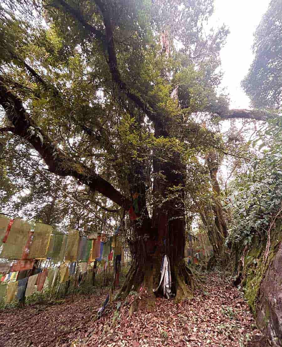 The trees that surround the temple are decorated with prayer flags