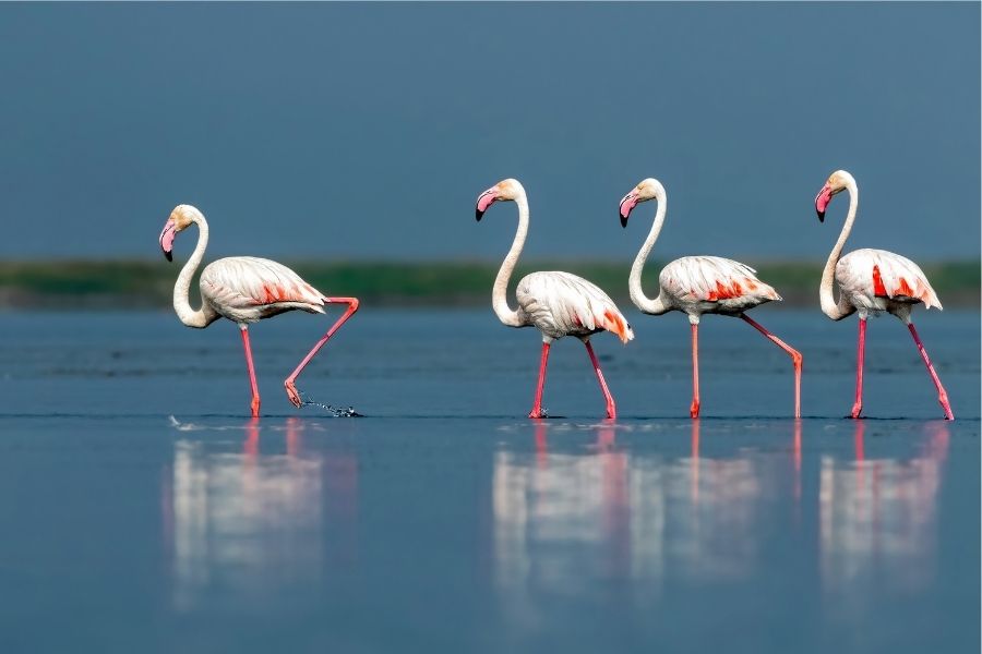 Flamingos against the silver blue waters of the lake