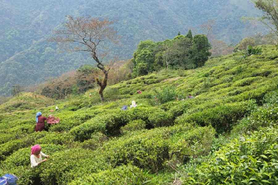 Workers resume their duties at the Pandam Tea Garden in Darjeeling on Sunday.
