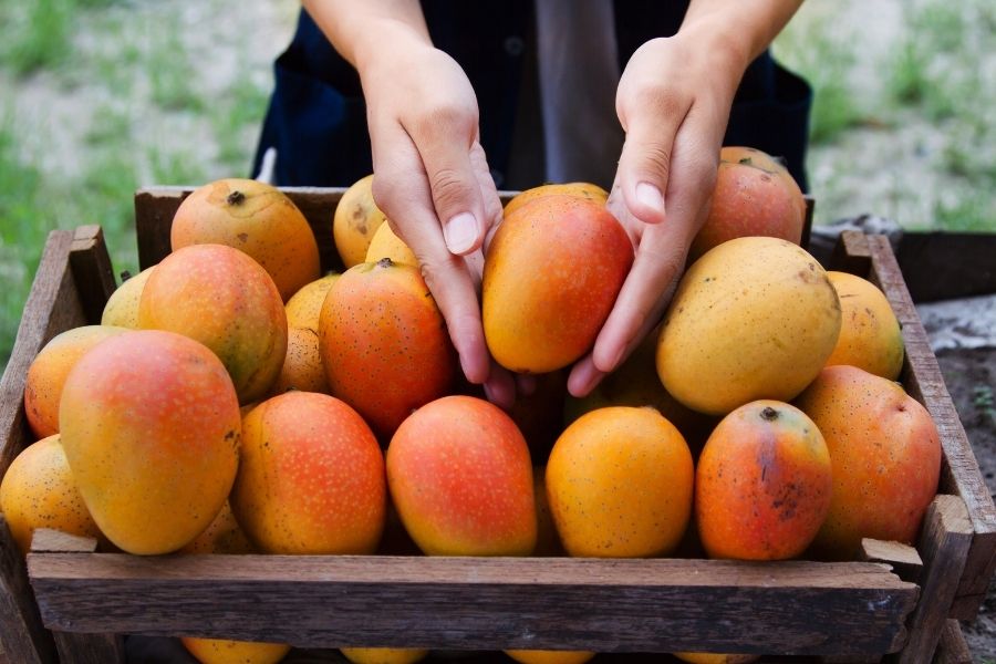Naturally ripened mangoes usually have an uneven skin colour with patches of green, yellow, and orange