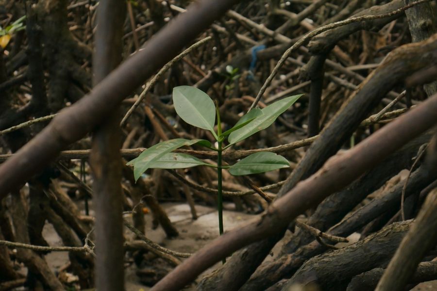 The Parks and Gardens department has taken the initiative to plant mangroves along the banks of the Hooghly