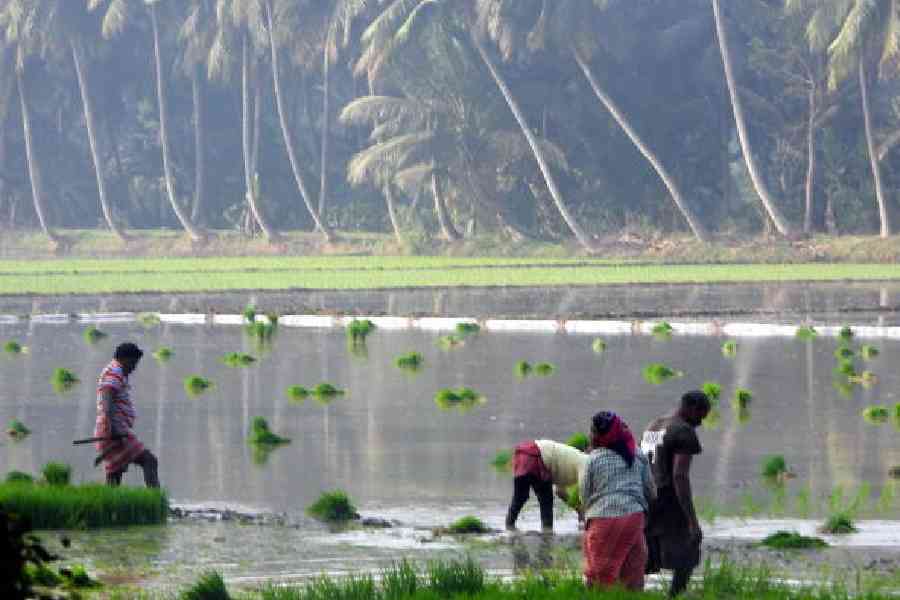 Farmers at work on a paddy field