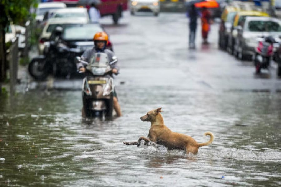 A dog crosses a waterlogged road at Sion after heavy rains