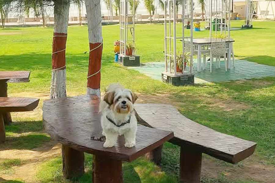 Indranil Bhattacharjee’s five-year-old Shih-Tzu, Kuttush