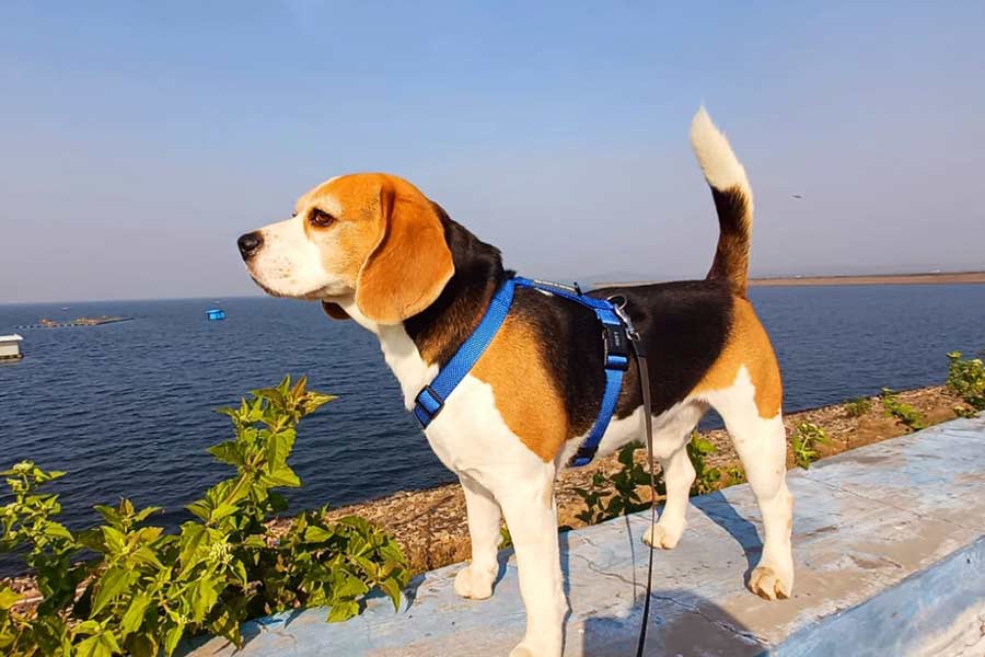 Anjan Ghosh’s Beagle, Fudge