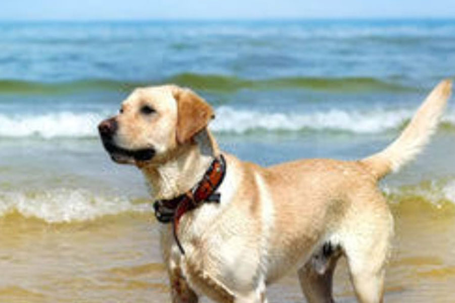 Barnali Roychowdhury’s Labrador, Gandalf the Wizard