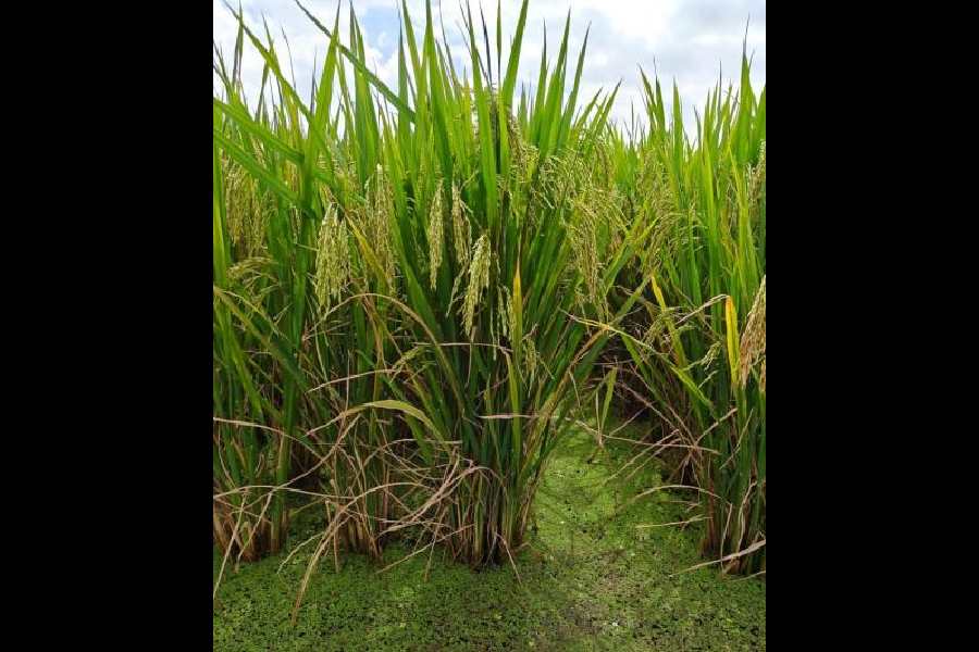 The Kamla variety of rice grows in a field