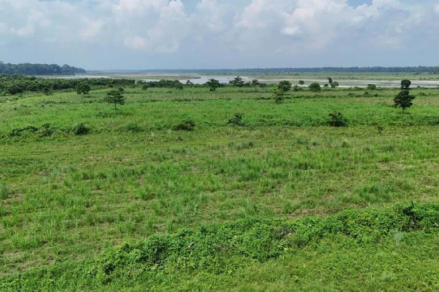 A stretch of grasslands at the Jaldapara National Park before the flash flood.