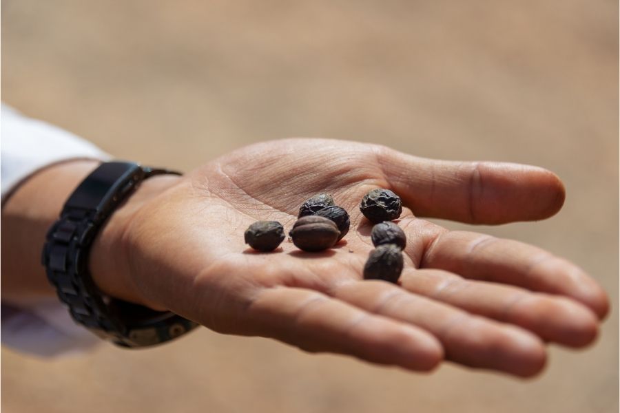 After fermentation, the beans are sun-dried for up to 20 days, lightly roasted and brewed as pour-overs or cold brews