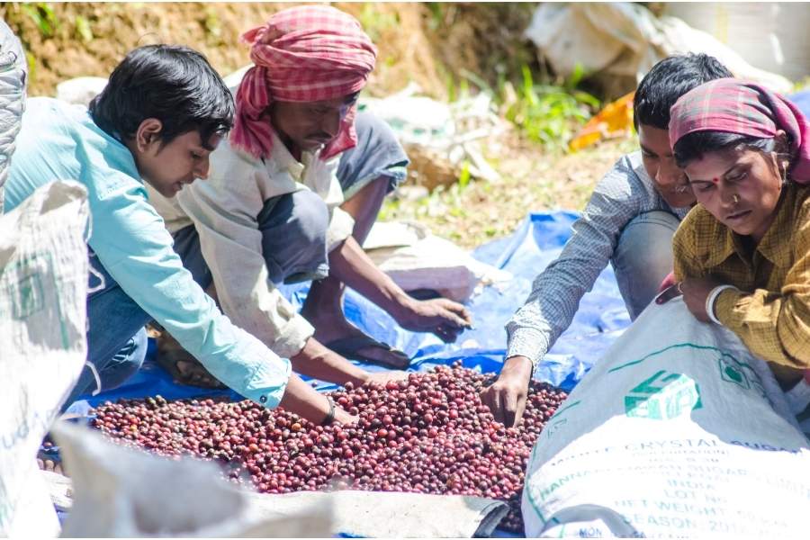 Only a few Indian estates are experimenting with the labour-intensive anaerobic coffee-making process