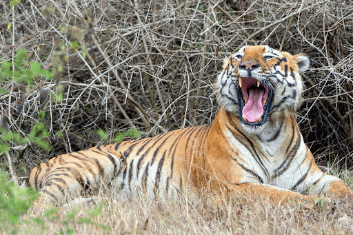 Tiger in Bandipur National Park, Karnataka, India
