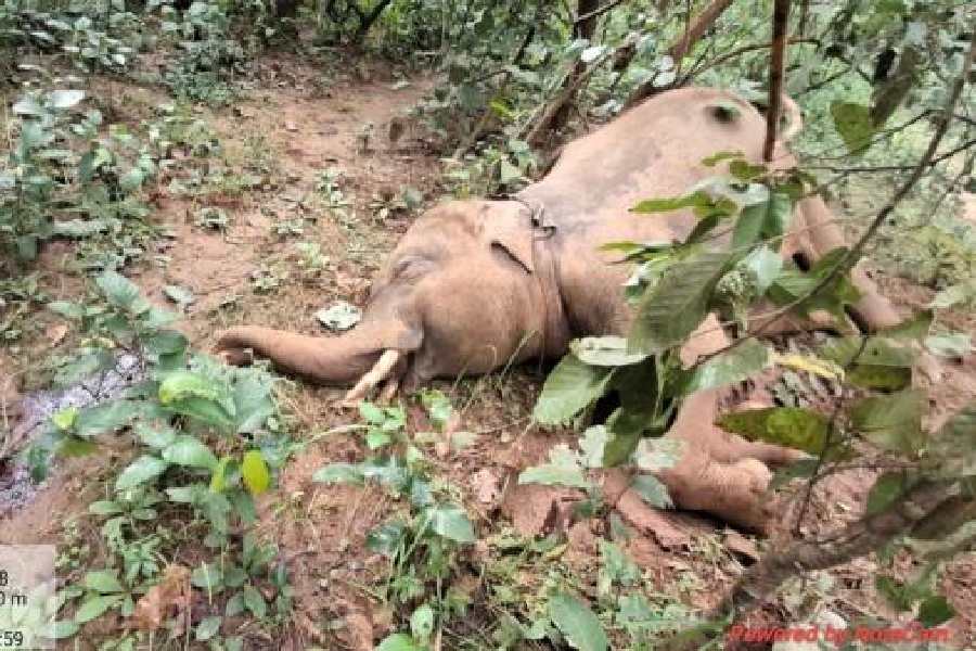 The carcass of the tusker that was shot dead