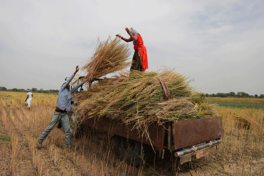 FILE PHOTO: People load rapeseed stalks on a tractor trolley in a field on the outskirts of Jaipur