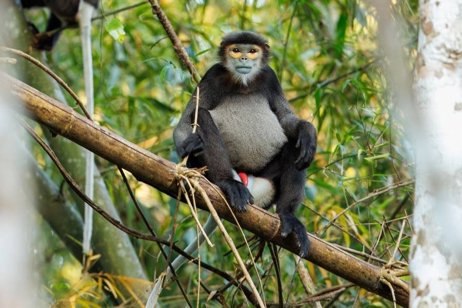 Black-shanked doucs are endemic to eastern Cambodia and southern Vietnam