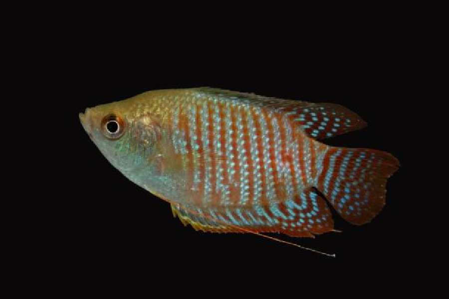 Dwarf Gourami fish (Trichogaster lalius) are among the species found in the Kaziranga National Park