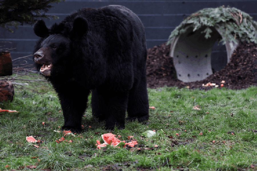 Asiatic black bear
