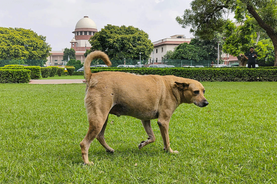 A stray dog at Supreme Court premises in Delhi.