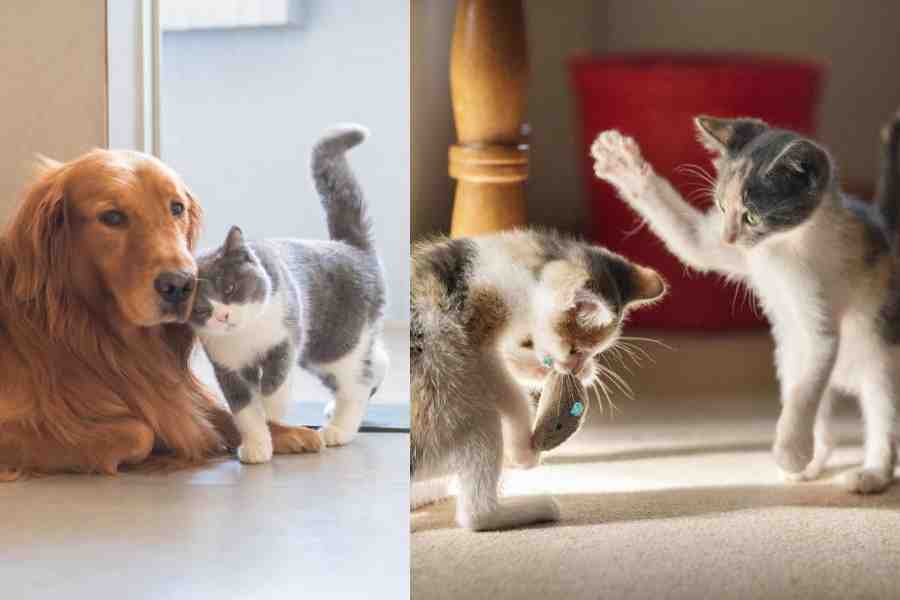 A cat snuggles up to a Golden Retriever. (Right) A kitten aims to smack another
