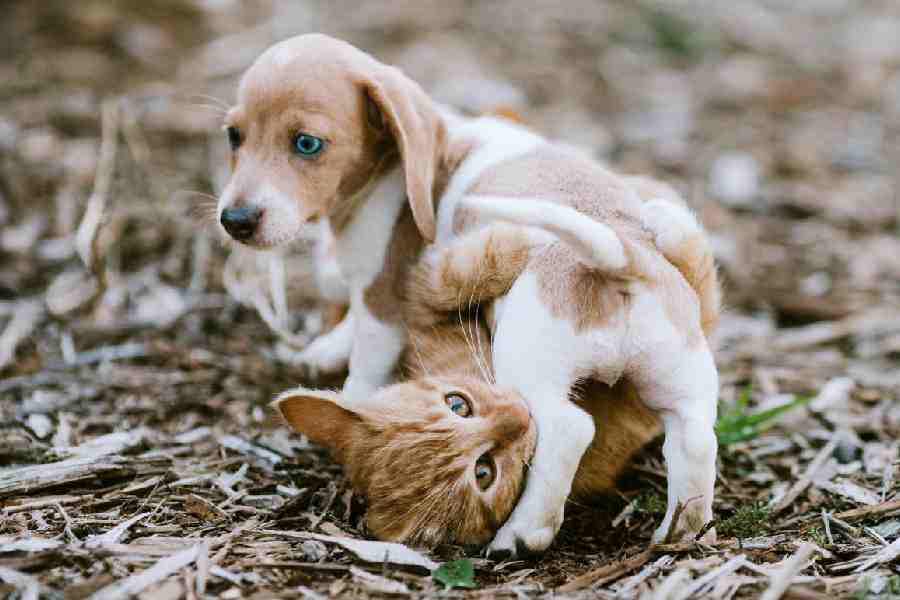 A puppy and kitten at play