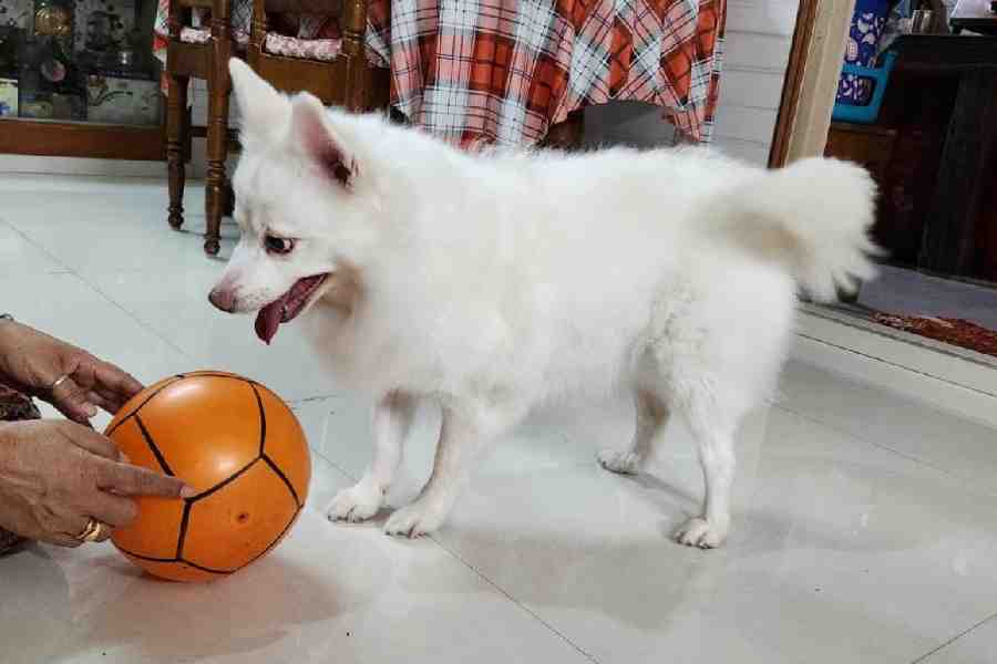 Sweety plays with her favourite ball 