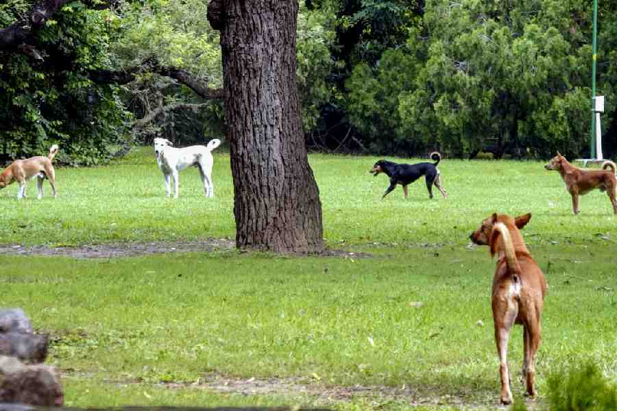 Stray dogs at Lodhi Garden in New Delhi. 