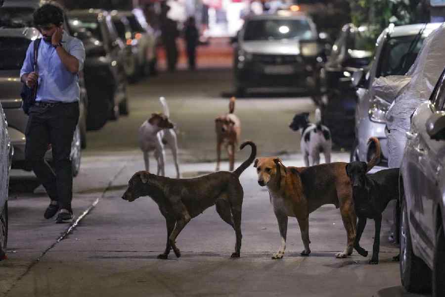 Stray dogs roam a street in New Delhi.