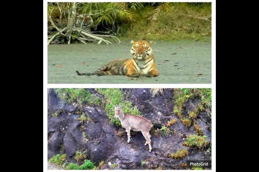 Tigers spotted in the Sundarbans, and (below) a Nilgiri Tahr at the Eravikulam National Park in Kerala