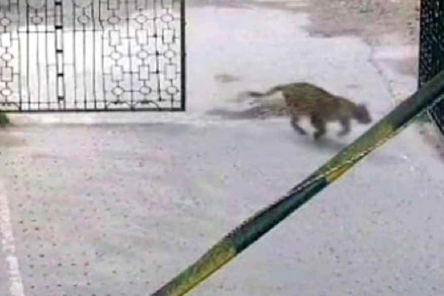 A screen grab of CCTV footage shows the leopard entering the North Bengal University campus through the varsity’s gate number 3, in Shivmandir on Tuesday