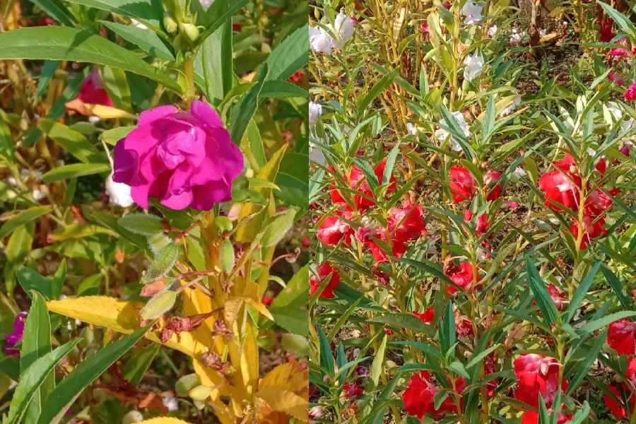 Different kinds of Balsam flowers growing across the township