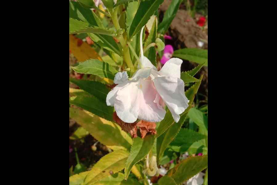 A double-petaled white Balsam
