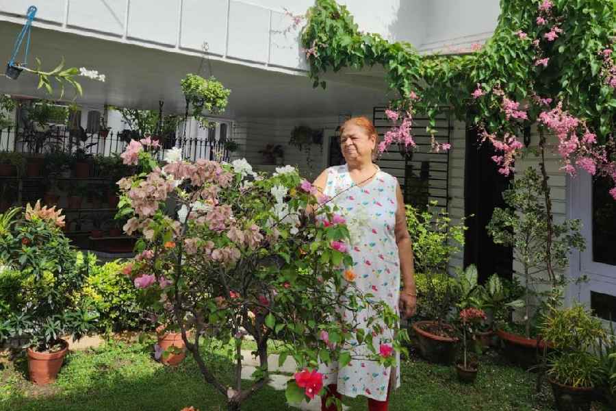 Lily Datta overlooks a Bougainvillea bush in her front yard.