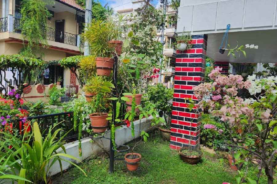 Glimpses of her garden. 