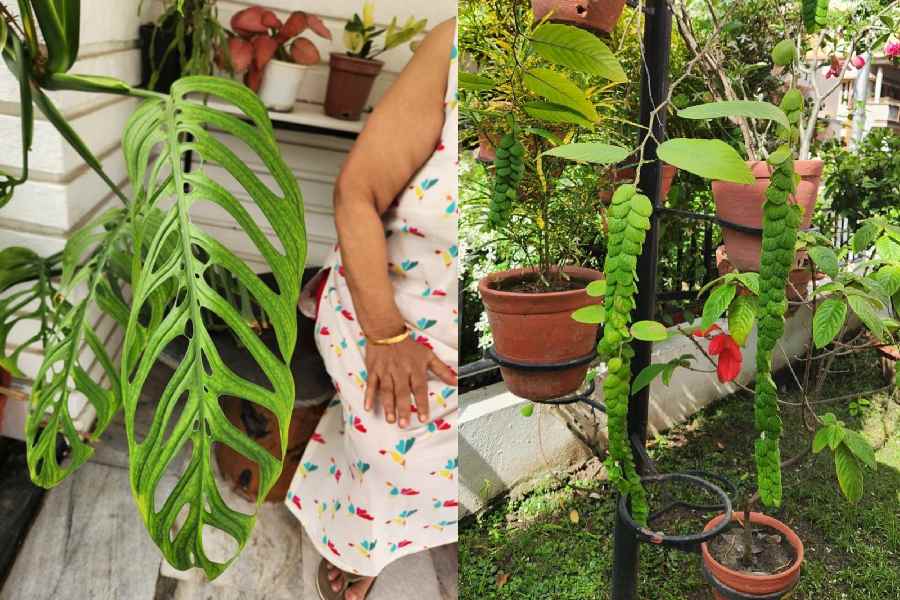 Glimpses of her garden. 