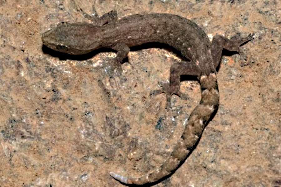 Hemiphyllodactylus venkatadri