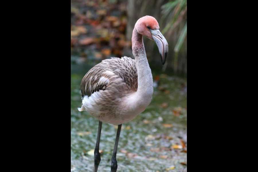 Frankie the Caribbean Flamingo at the Paradise Park Wildlife Sanctuary in Cornwall before she made her escape