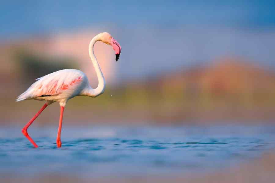 Representational image