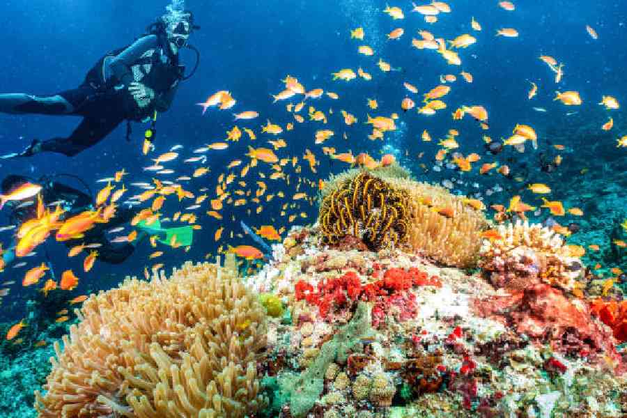 Coral reef in the maldives. Beneficial microbes in coral reefs are now endangered 