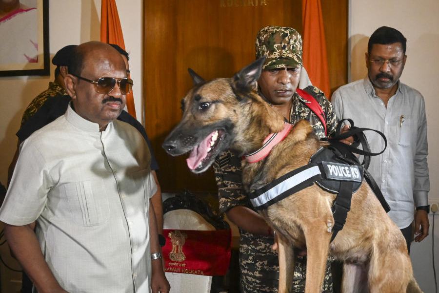 A security officer conducts searches at Raj Bhavan in the presence of West Bengal Governor C.V. Ananda Bose in the wake of TMC MP Kalyan Banerjee's allegation of Raj Bhavan allowing the stacking of arms and ammunition, in Kolkata, Monday, Nov. 17, 2025.