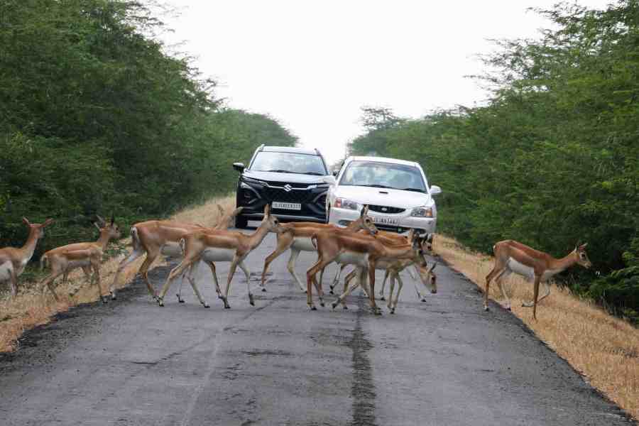 A herd of female blackbucks