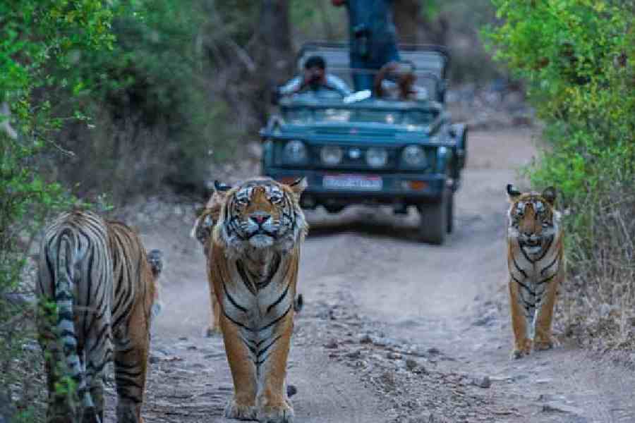 Ranthambore tiger reserve