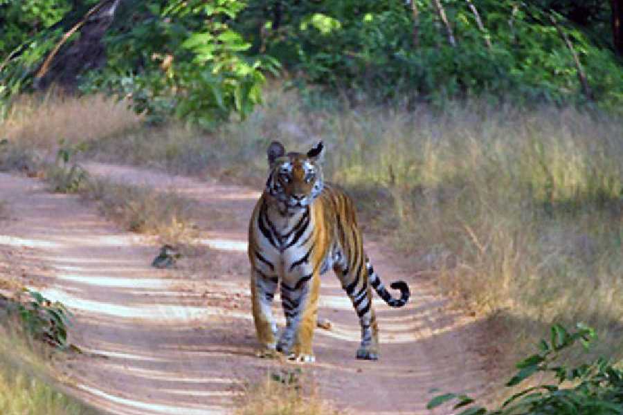 A tiger spotted during a safari at Nandankanan in Odisha. 
