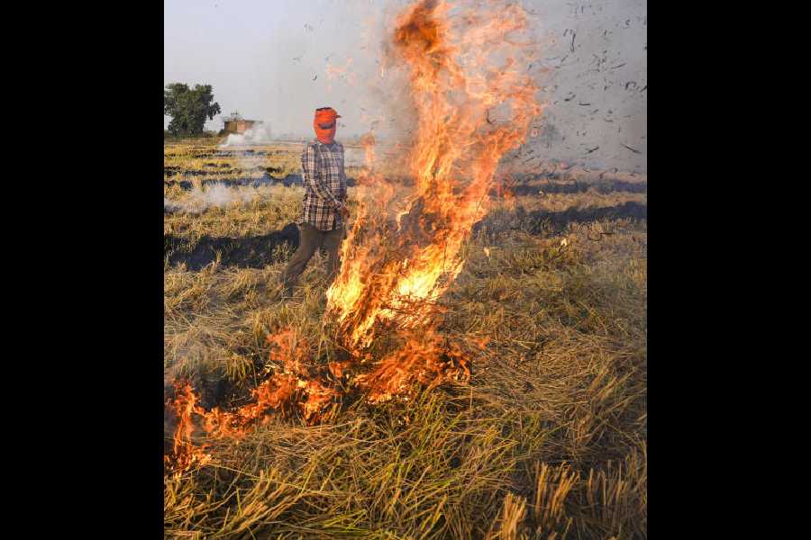 A farmer burns stubble in a paddy field in Amritsar on Tuesday. 