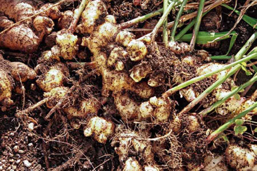 Representational picture