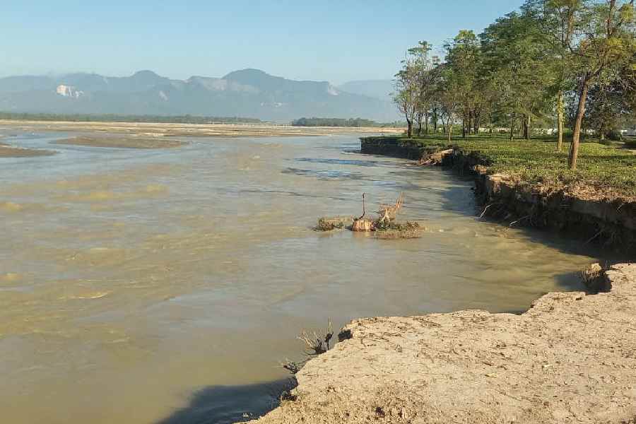 A stretch of the plantation that is being eroded by the Torsha river, on Subhasini Tea Estate in Alipurduar district.
